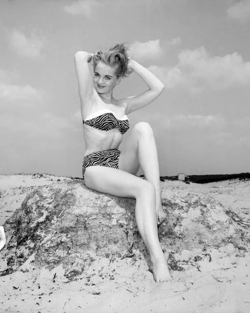 zebra çizgili baskı